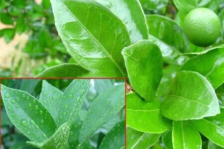 农用有机硅表面活性剂 MY 2000