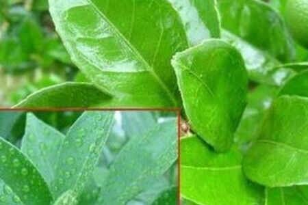 粉末农用有机硅增效剂 MY 2001